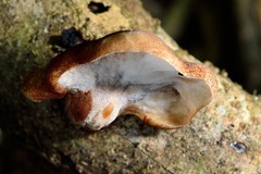 Polyporus hypomelanus