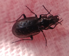 Blethisa quadricollis