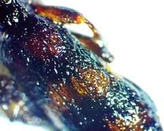 Cymatodera undulata