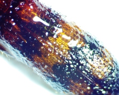 Cymatodera undulata