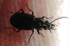 Blethisa quadricollis