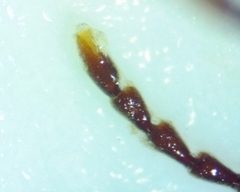 Cymatodera undulata
