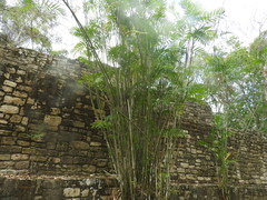 Chamaedorea seifrizii