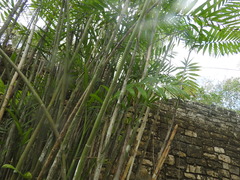 Chamaedorea seifrizii