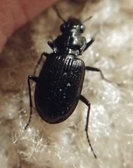 Blethisa quadricollis