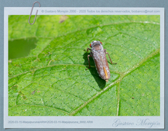 Tretogonia