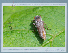 Tretogonia