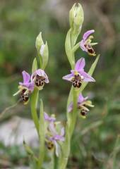 Ophrys oestrifera
