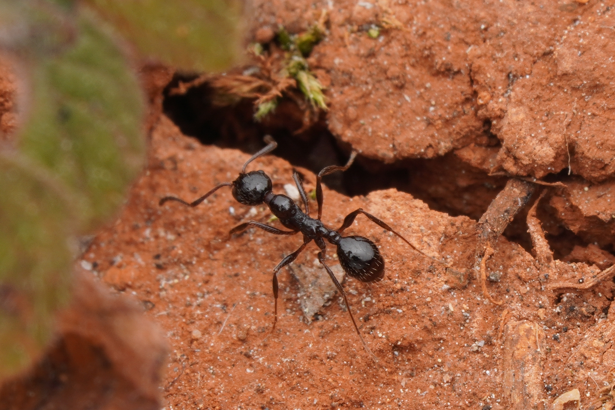 Aphaenogaster weigoldi
