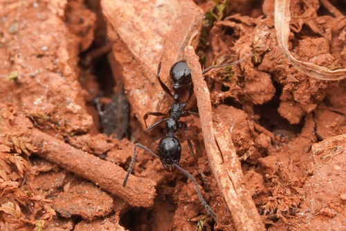 韦氏盘腹蚁Aphaenogaster weigoldi
