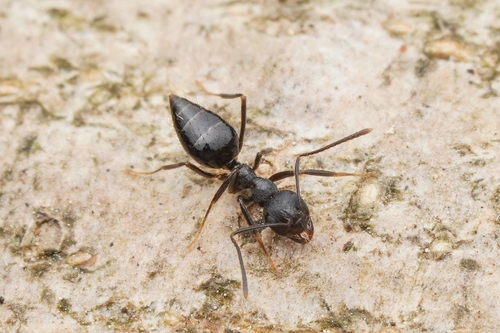 条纹前结蚁Prenolepis striata