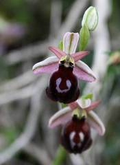 Ophrys ferrum-equinum
