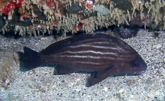 Pareques acuminatus