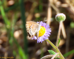 Brephidium pseudofea