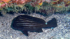 Pareques acuminatus