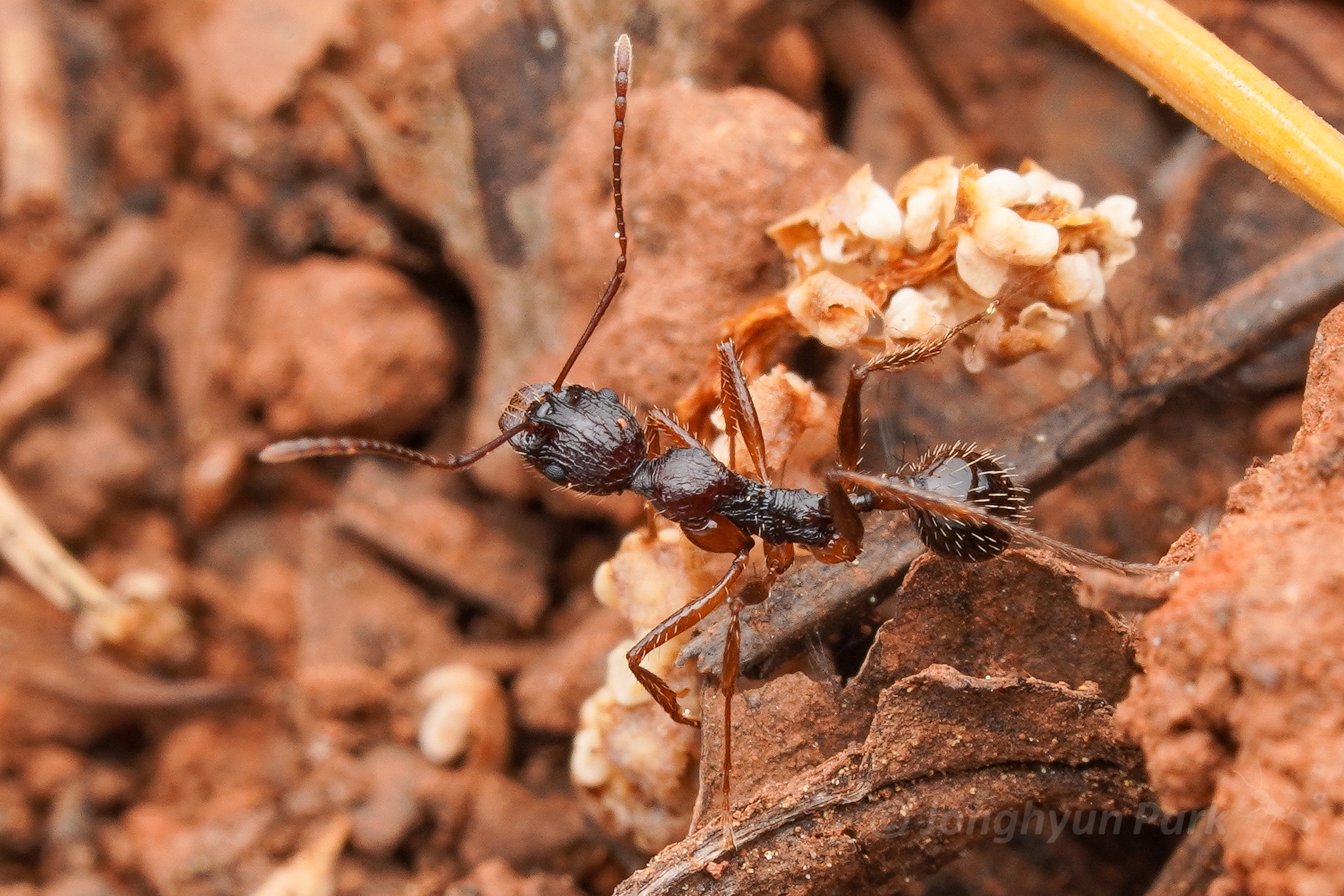 Aphaenogaster subexasperata