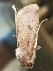 Lepidoptera