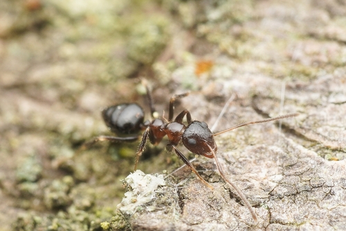 Prenolepis fustinodaPrenolepis fustinoda