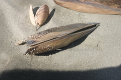 Atrina zelandica