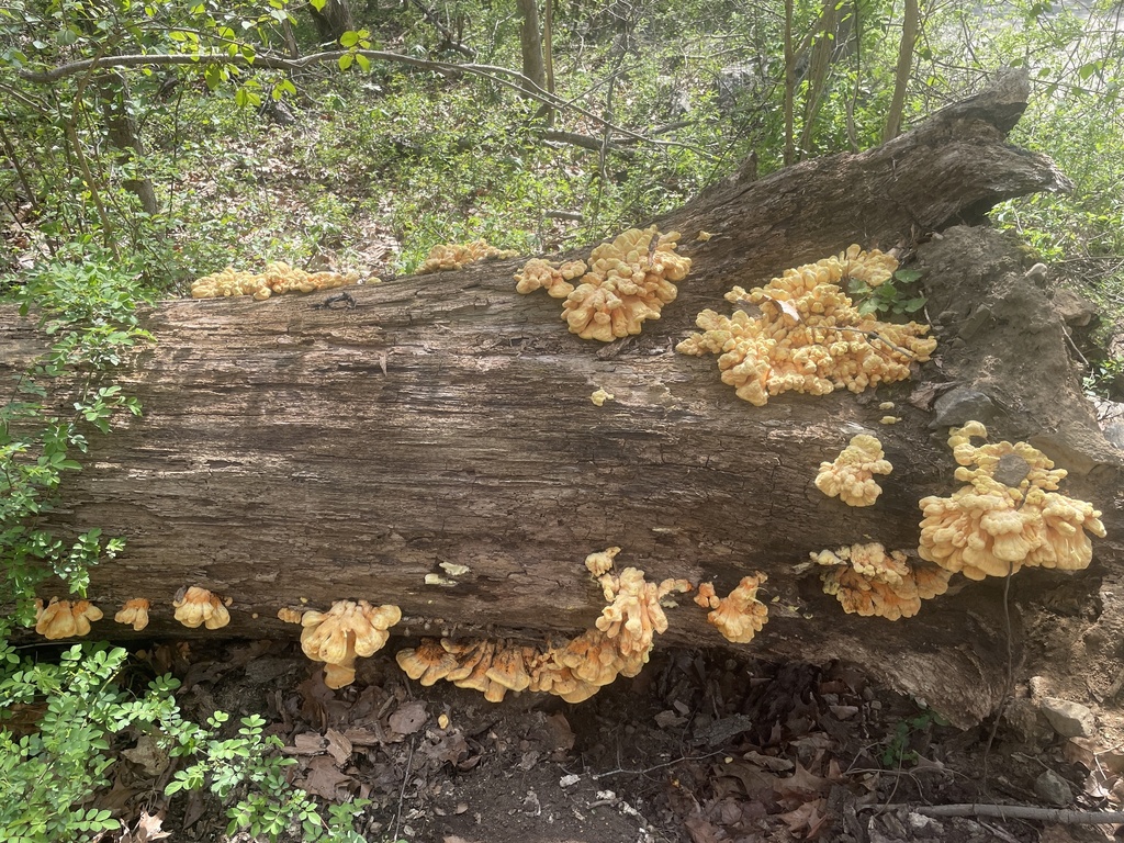 Laetiporus sulphureus · April 2026 · photo: © irabike (iNaturalist, cc0)