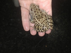 Lithobates areolatus circulosus