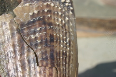 Atrina zelandica