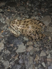 Lithobates areolatus circulosus