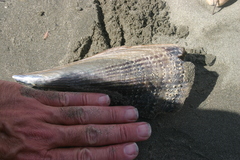 Atrina zelandica