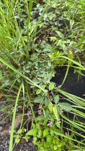 Grona heterocarpos, photograph 4