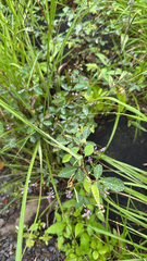 Grona heterocarpos, photograph (c) 張朝翔, some rights reserved (CC BY)