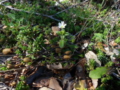 Cerastium pumilum