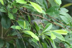 Myrmotherula menetriesii