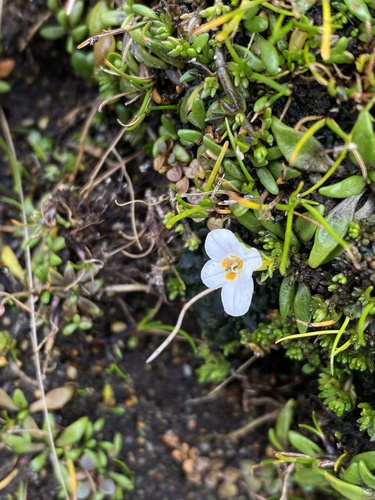 Euphrasia repens observed 2026-03-28