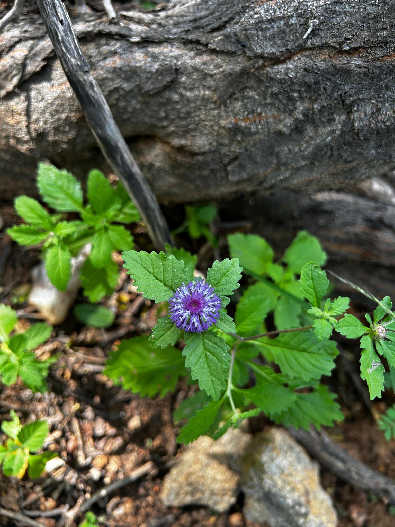 Centratherum punctatum