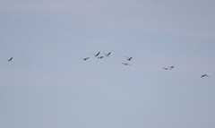 Numenius phaeopus variegatus