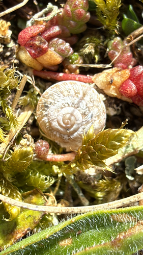Xeroplexa intersecta