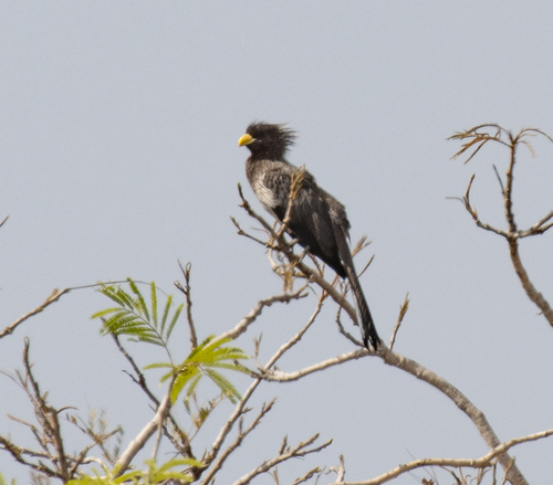 Western Plantain-eater