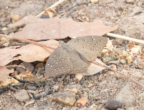 Guineafowl Butterfly