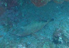 Epinephelus guttatus