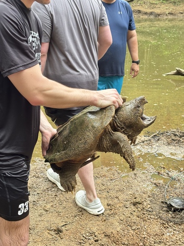 Alligator Snapping Turtle observed by rachelwelch