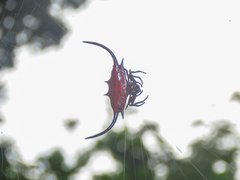 Gasteracantha falcicornis