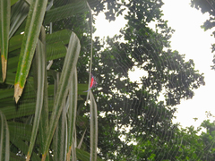 Gasteracantha falcicornis