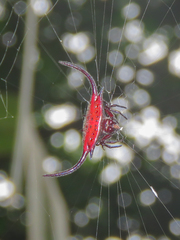 Gasteracantha falcicornis