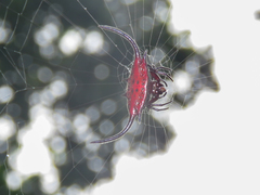 Gasteracantha falcicornis