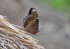 Hypolimnas bolina bolina