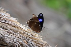 Hypolimnas bolina bolina