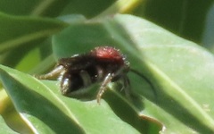 Mutillinae