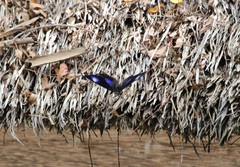 Hypolimnas bolina bolina