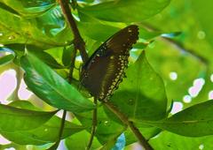 Hypolimnas bolina bolina