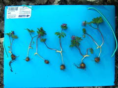 Corydalis intermedia